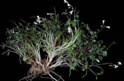 Cardamine glara. Plant with underground stems.
 Image: P.B. Heenan © Landcare Research 2019 CC BY 3.0 NZ